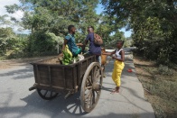 Zebu cart 038.jpg