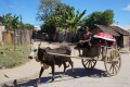 Zebu cart 041.jpg