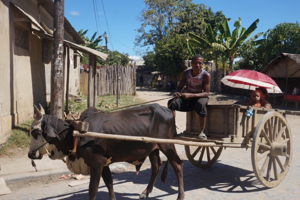 Zebu cart 042.jpg