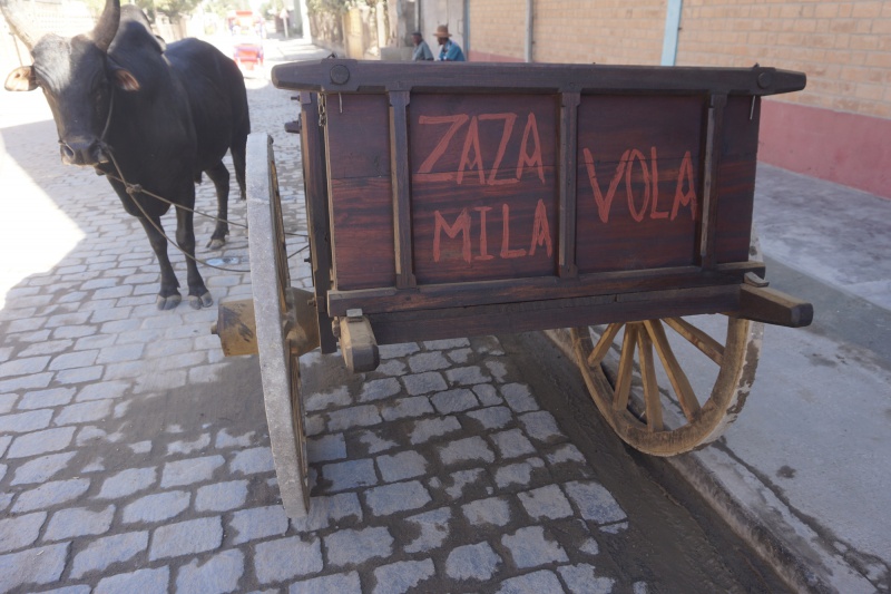 Zebu cart 043.jpg