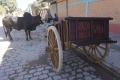 Zebu cart 044.jpg