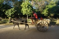 Zebu cart 050.jpg