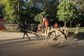 Zebu cart 051.jpg