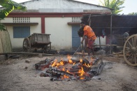 Zebu cart 062.jpg