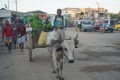 Zebu cart 079.jpg